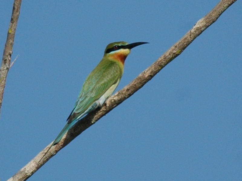 Blue-tailed Bee-eater
