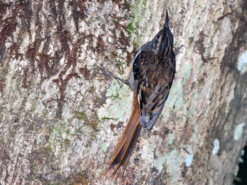 Brown-throated Treecreeper