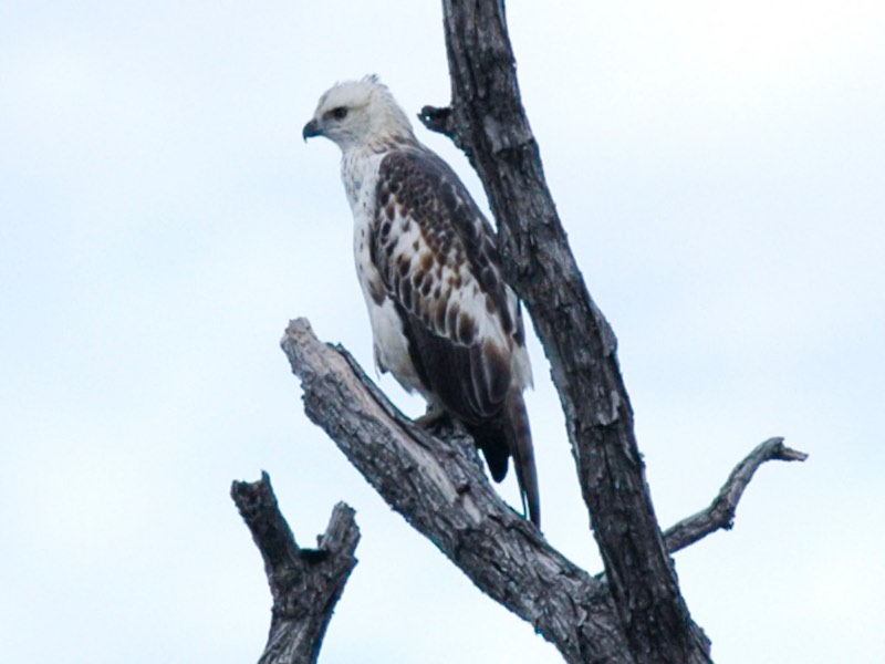 Spizaetus cirrhatus