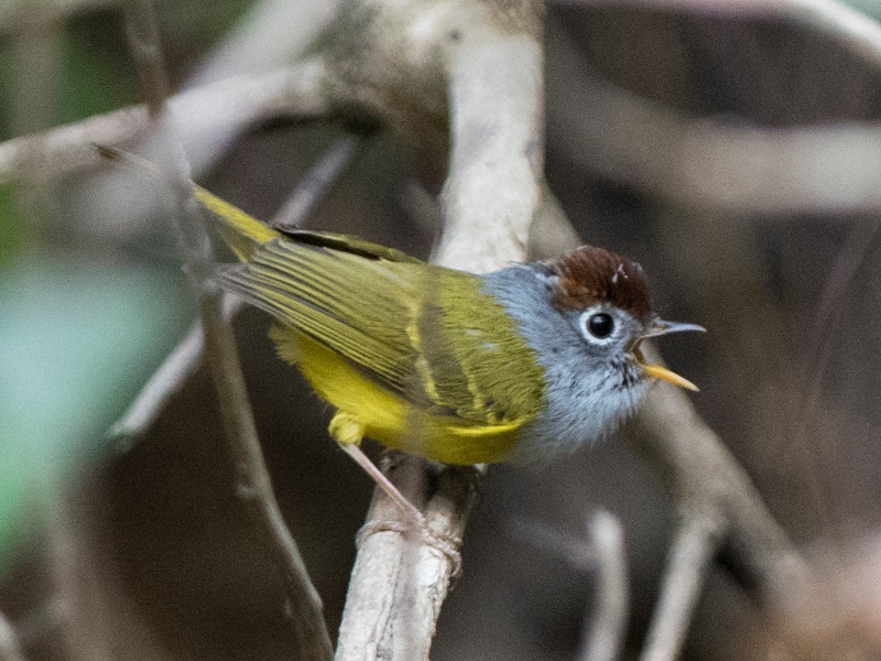Chestnut-crowned Warbler