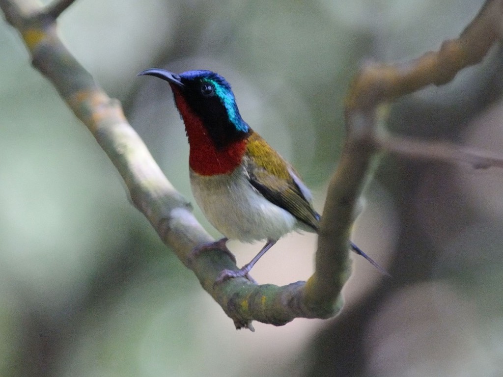 Fork-tailed Sunbird