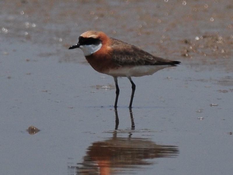 Choi choi Mông Cổ