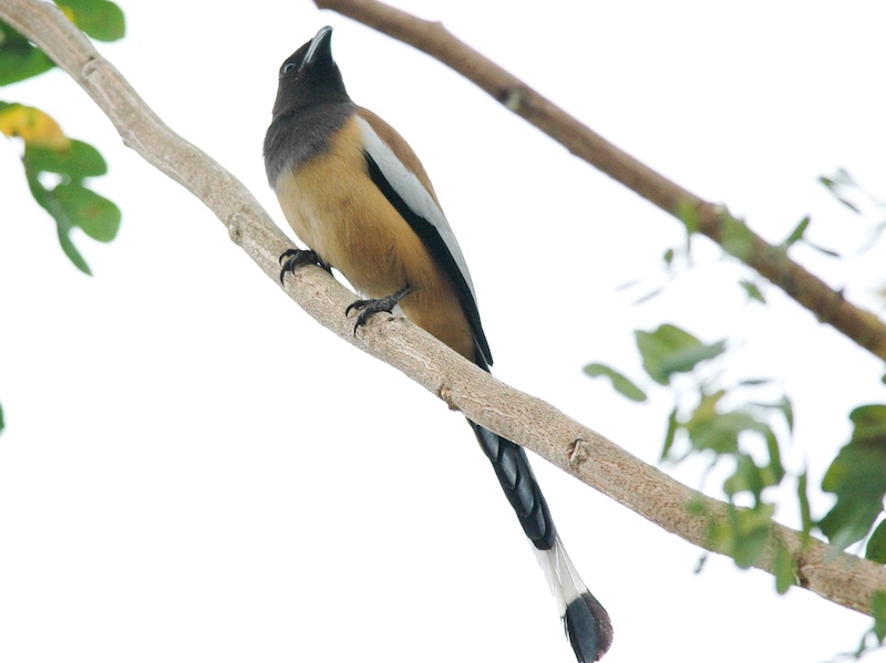 Dendrocitta vagabunda