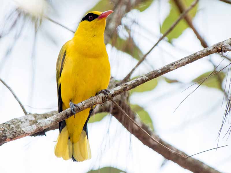 Slender-billed Oriole