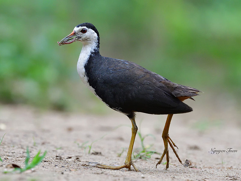 Cuốc ngực trắng