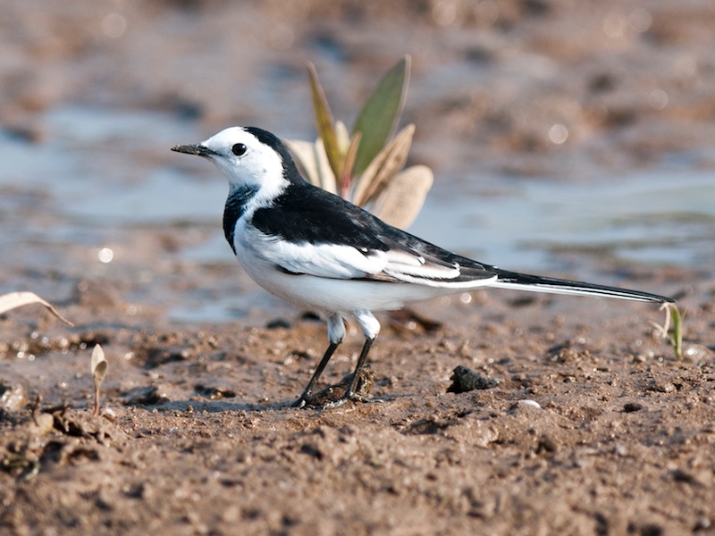 Birds of Vietnam