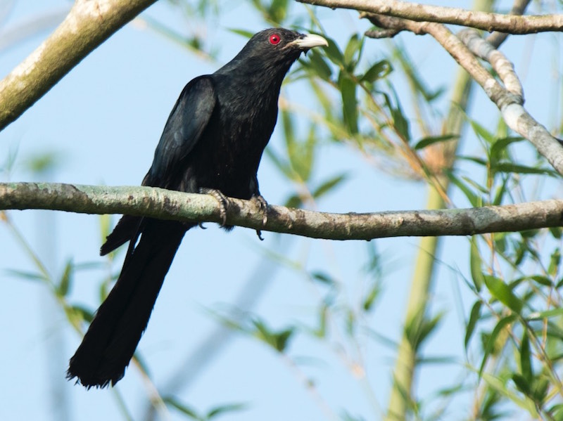 Eudynamys scolopaceus