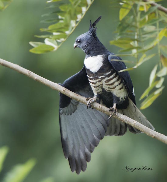 Birds of Vietnam