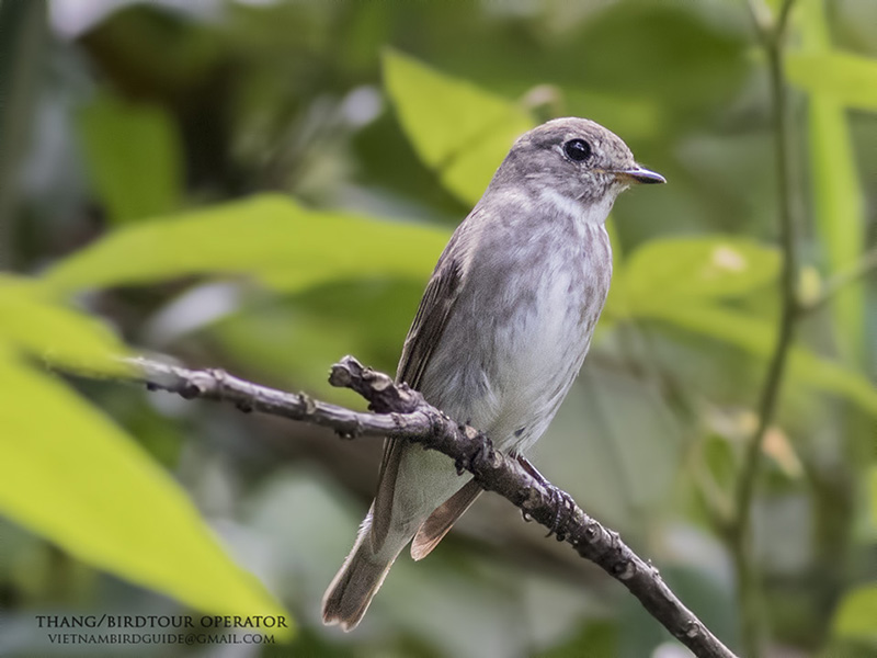 Birds of Vietnam