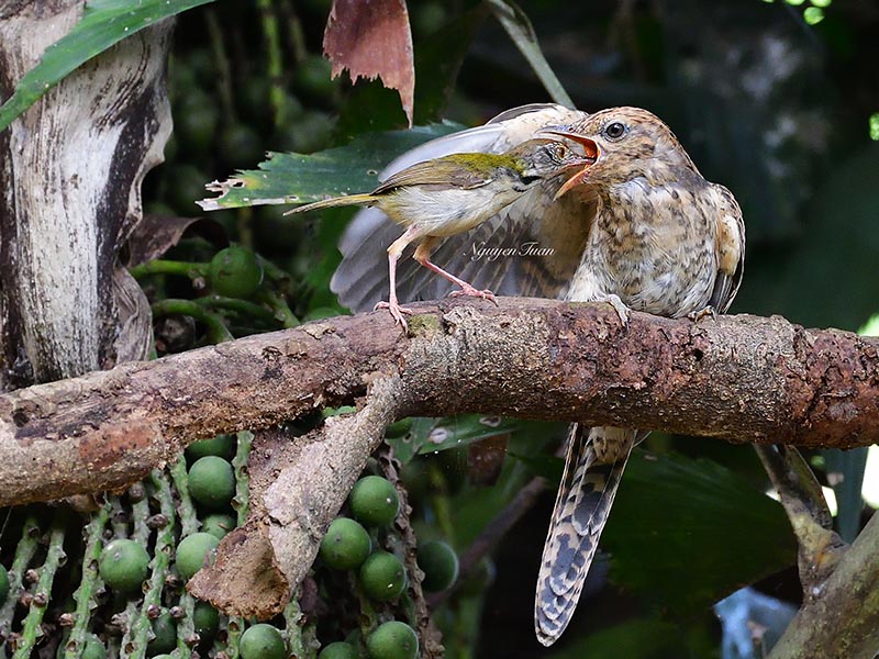 Birds of Vietnam