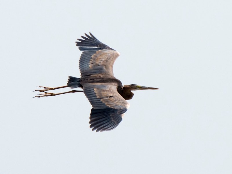 Ardea purpurea