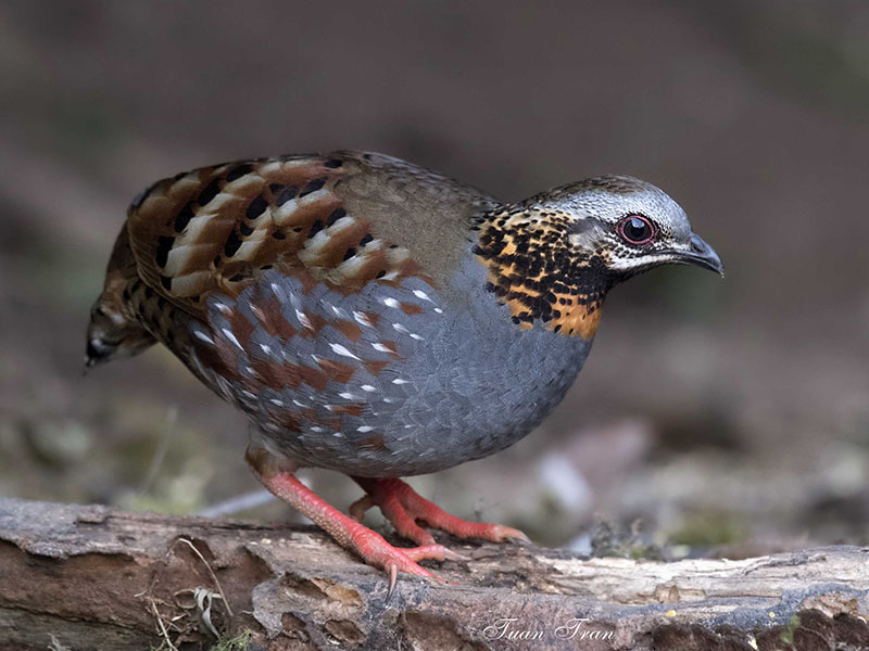 Arborophila rufogularis