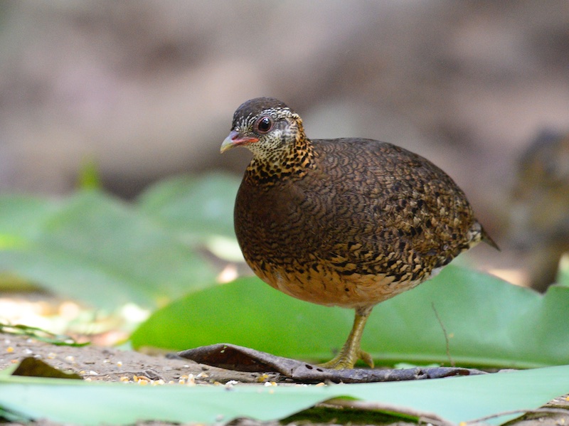Tropicoperdix chloropus