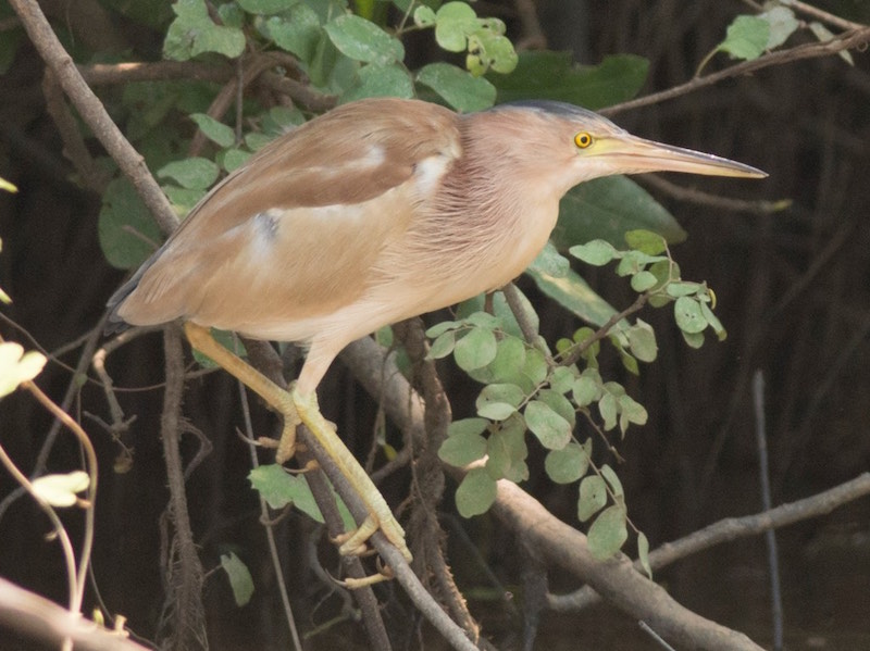 Yellow Bittern