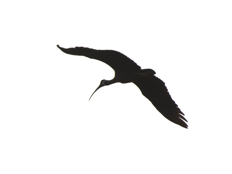 White-shouldered Ibis