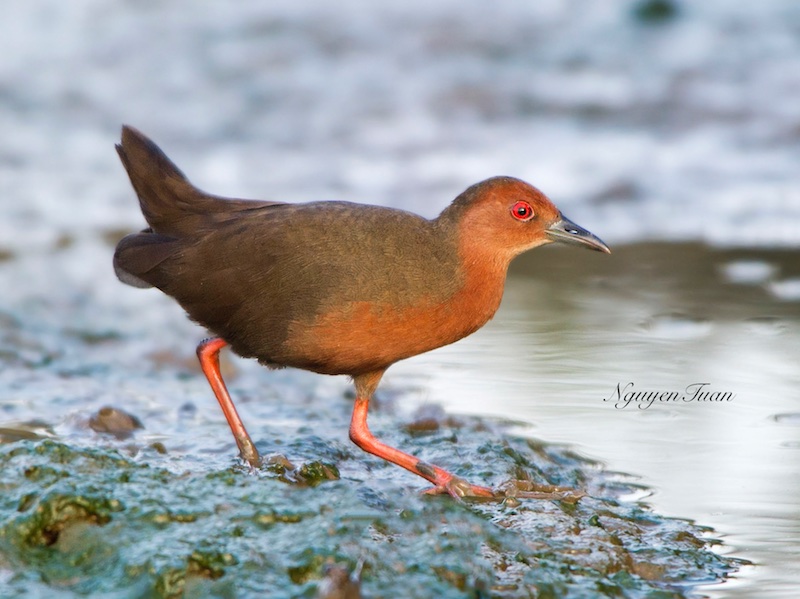 Birds of Vietnam