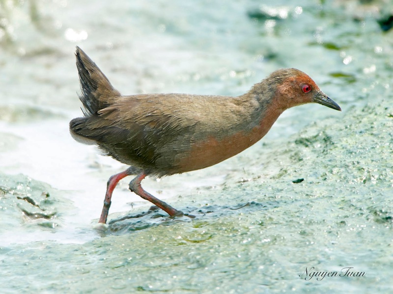 Birds of Vietnam