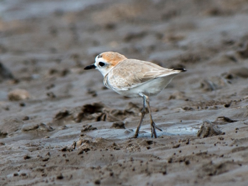 Choi choi lưng đen