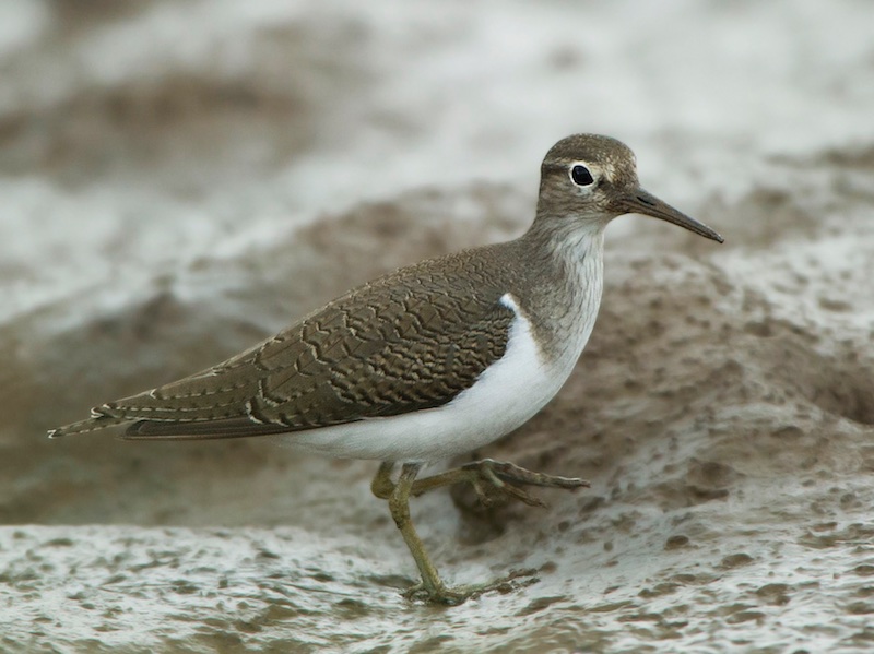 Birds of Vietnam