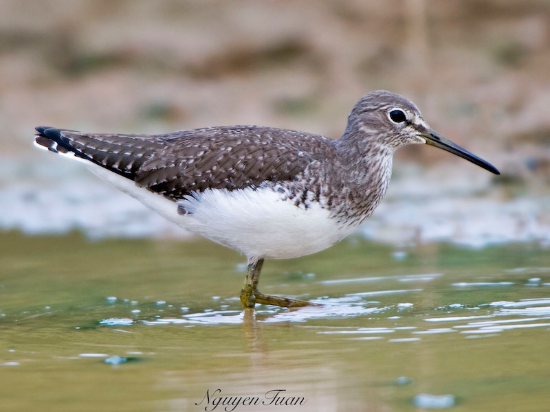 Choắt bụng trắng
