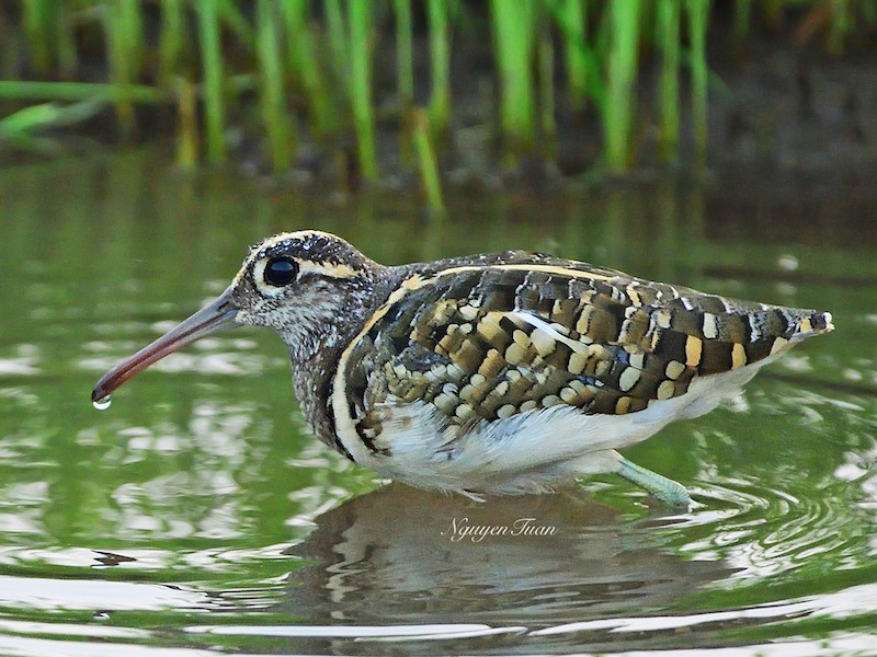 Birds of Vietnam