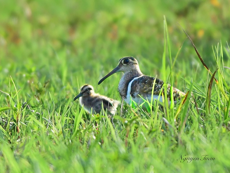 Birds of Vietnam
