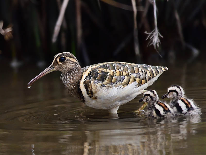Birds of Vietnam