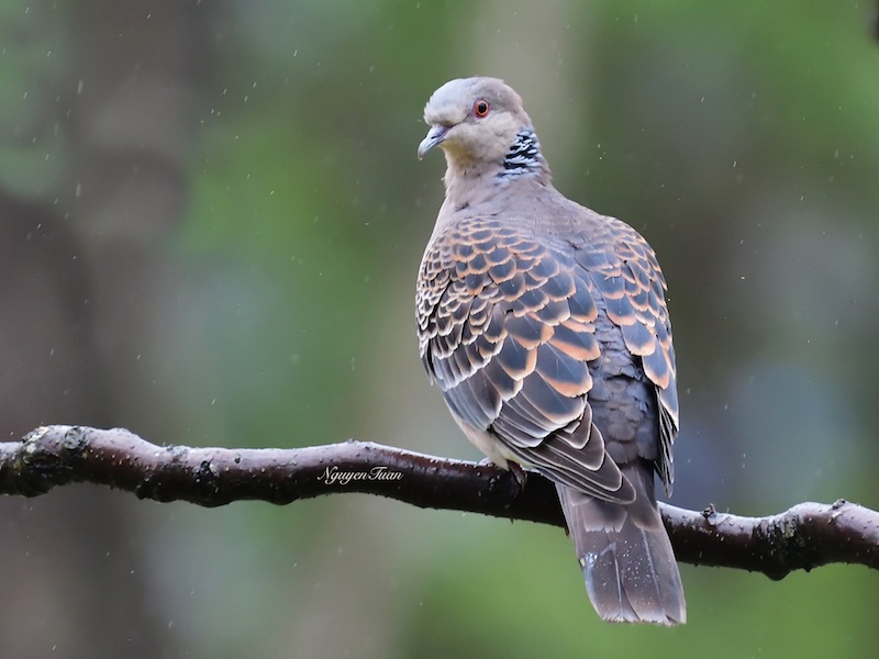 Streptopelia orientalis