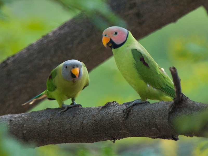 Himalayapsitta roseata