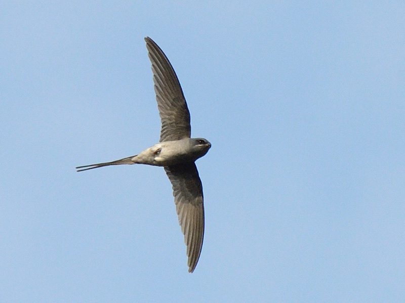 Crested Treeswift
