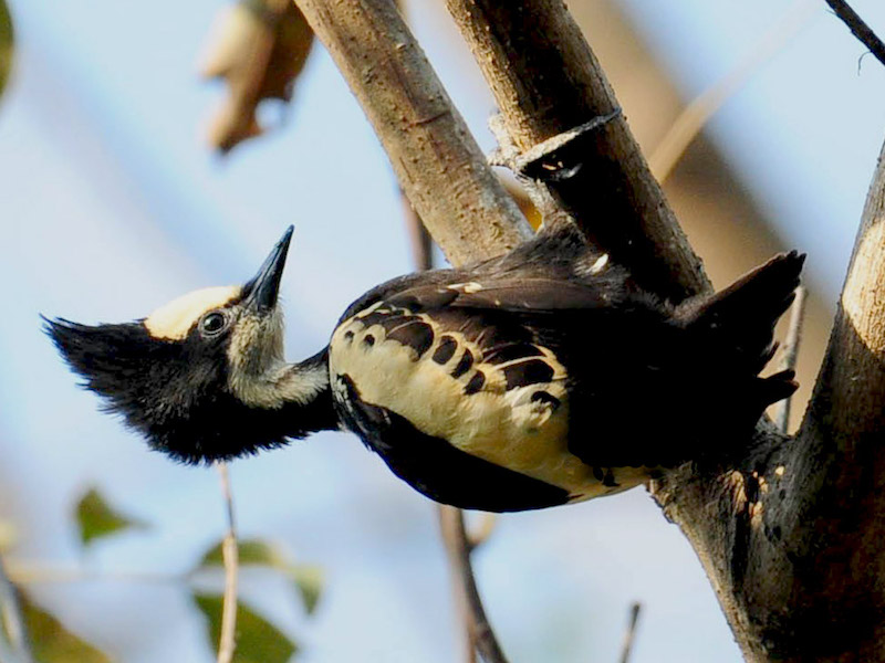 Gõ kiến đen họng trắng