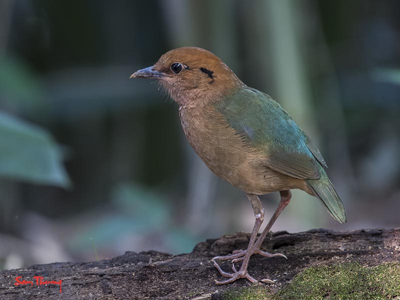 Đuôi cụt đầu hung