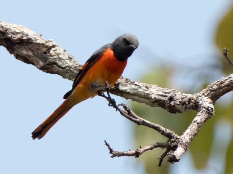 Phường chèo nhỏ