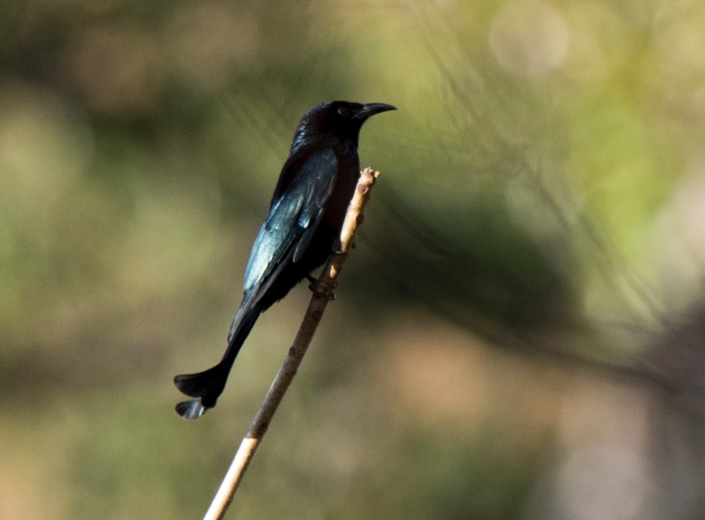Hair-crested Drongo