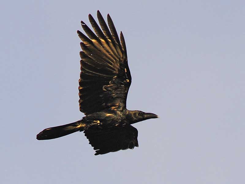 Birds of Vietnam