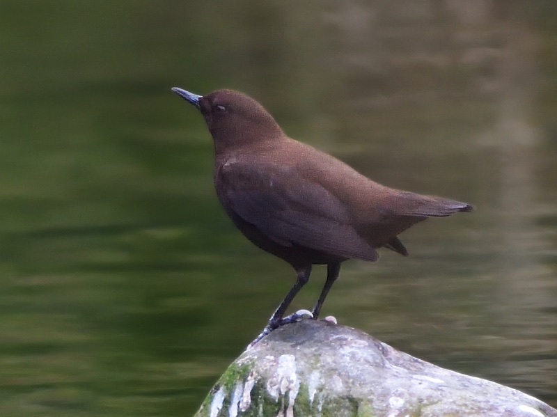 Brown Dipper