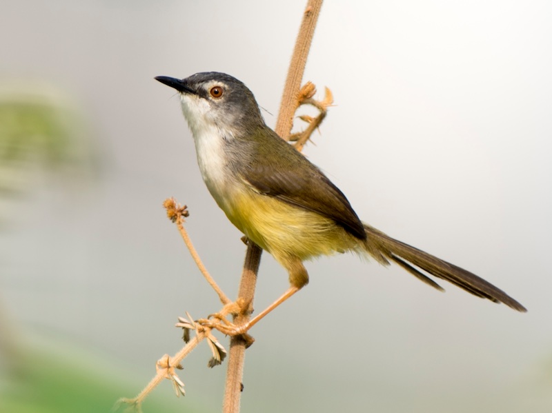 Chiền chiện bụng vàng