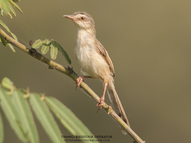 Birds of Vietnam