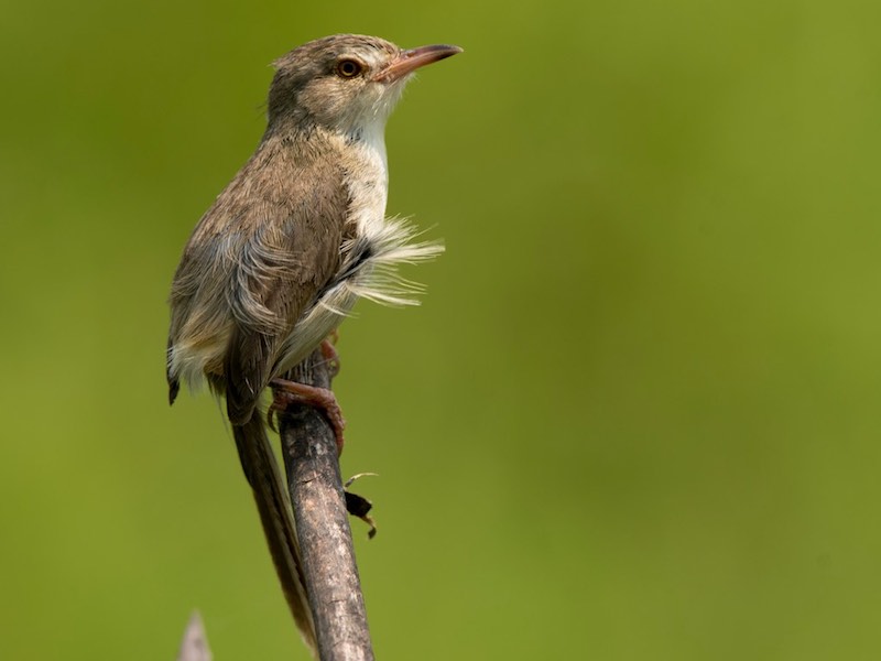 Birds of Vietnam