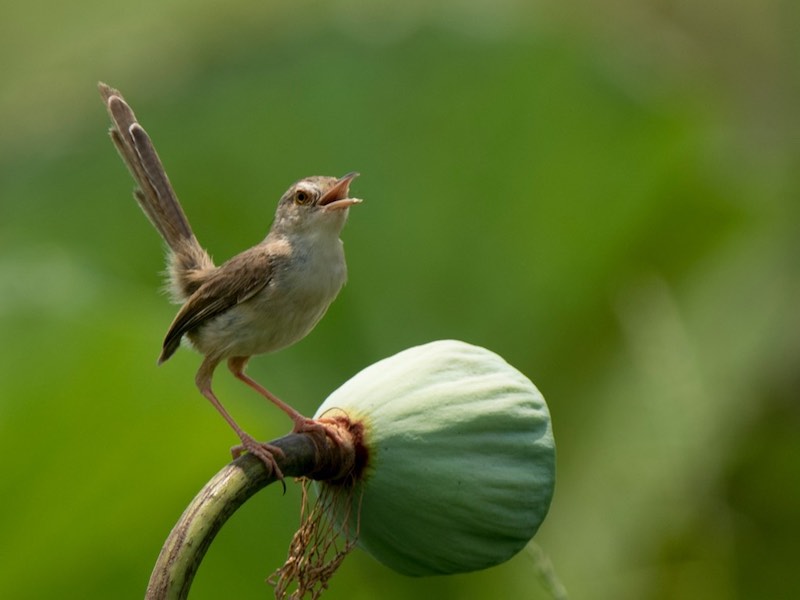 Birds of Vietnam