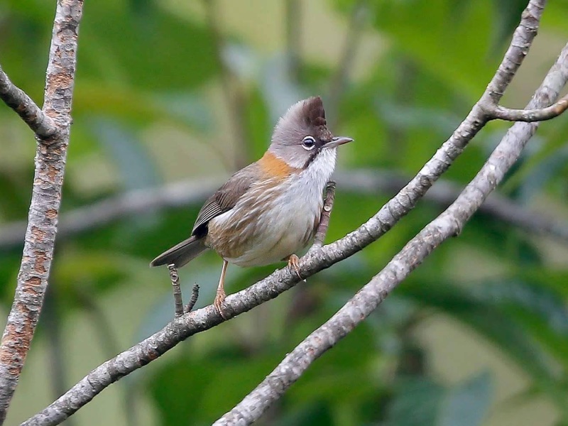 Birds of Vietnam