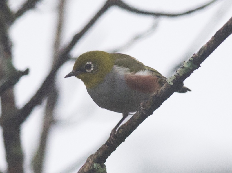 Zosterops erythropleurus