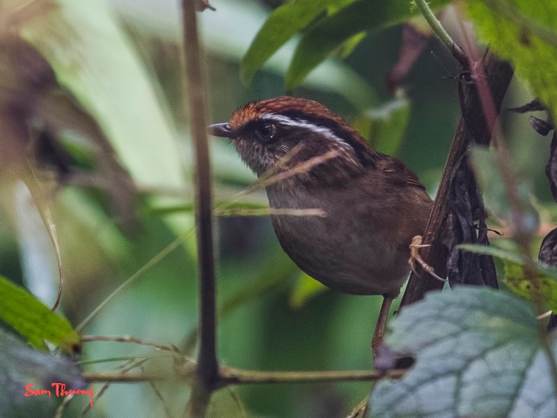 Birds of Vietnam