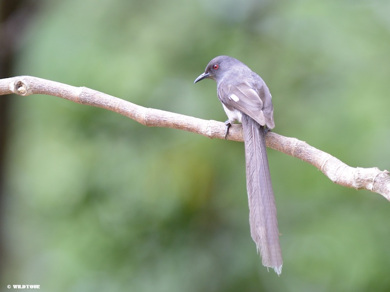 Heterophasia picaoides