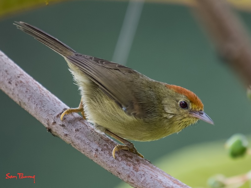 Birds of Vietnam