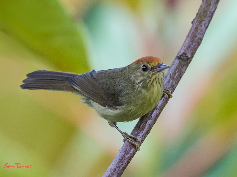 Birds of Vietnam