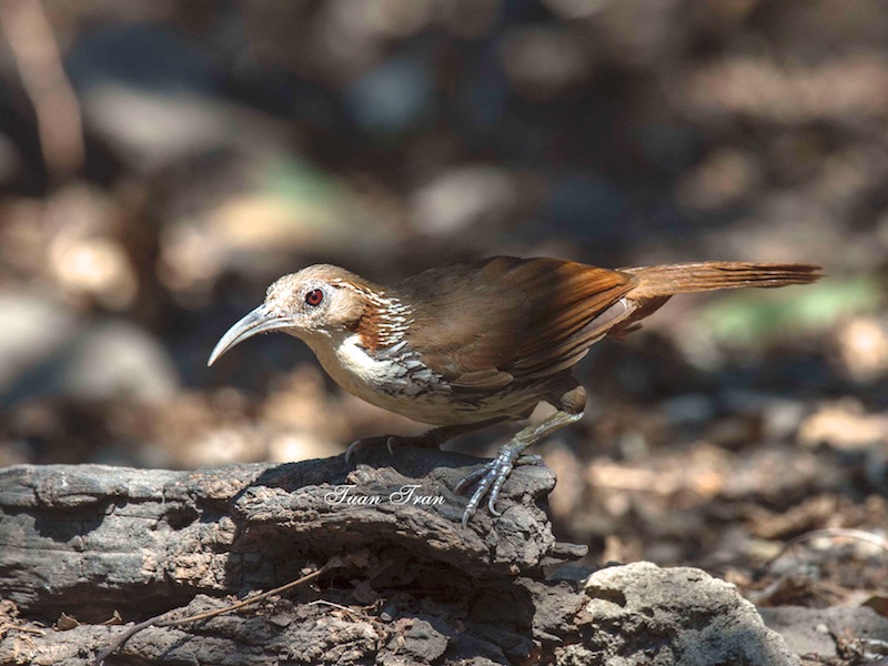 Large Scimitar Babbler