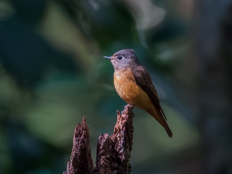 Birds of Vietnam