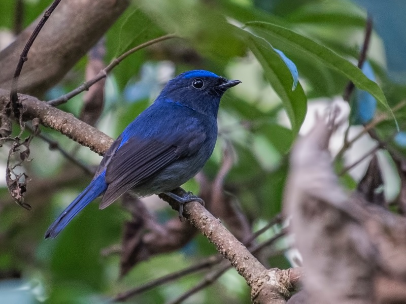 Birds of Vietnam