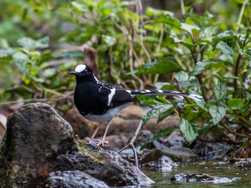 Birds of Vietnam